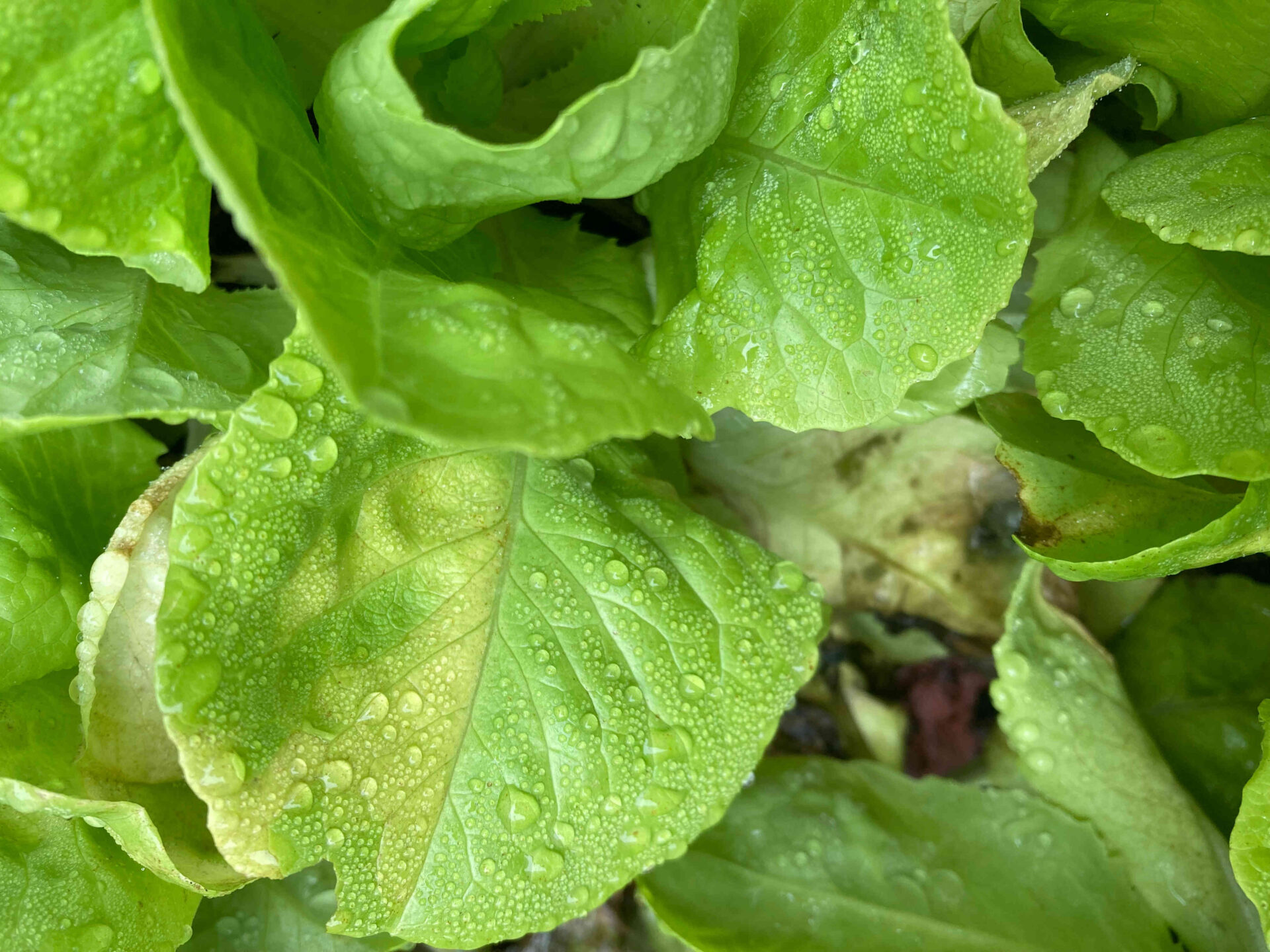 Jeune pousse entre les mains d'un enfant et d'un adulte pour illustrer l'agronomie